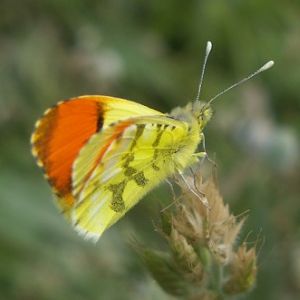 Provence Orange Tip (Anthocharis euphenoides)