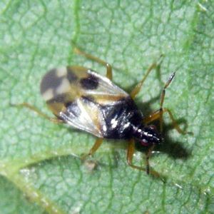 Common Flowerbug (Anthocoris nemorum)