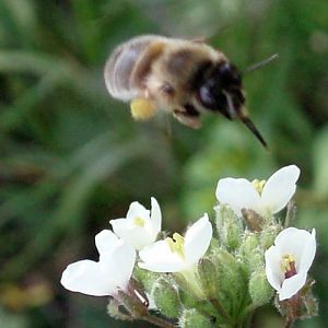 Fork-tailed Flower Bee (Anthophora furcata)