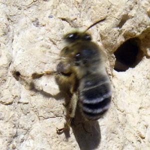 Hairy-footed Flower Bee (Anthophora plumipes)
