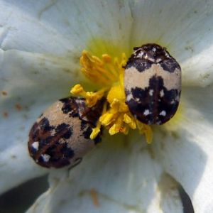 Bird-nest Carpet Beetles (Anthrenus pimpinellae)