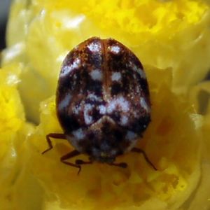 Common Carpet Beetle (Anthrenus scrophulariae)