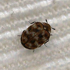 Varied Carpet Beetle (Anthrenus verbasci)
