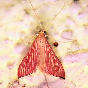 Sesame Leafroller (Antigastra catalaunalis)