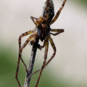 Buzzing Spider (Anyphaena accentuata)