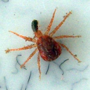 Whirligig Mite (Anystis baccarum)