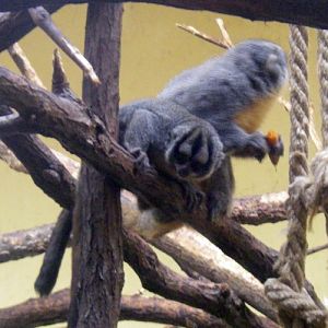 Azara's Night Monkey (Aotus azarae)