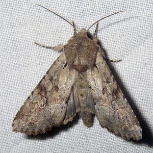 Rustic Shoulder-knot (Apamea sordens)