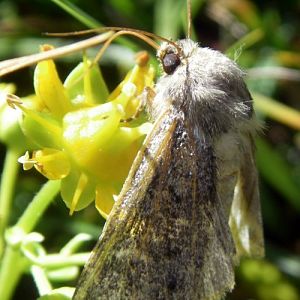 Northern Arches (Apamea zeta)