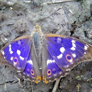 Lesser Purple Emperor (Apatura ilia)