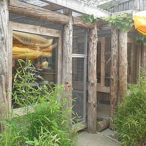 Aviaries parakeets and Red-billed chough