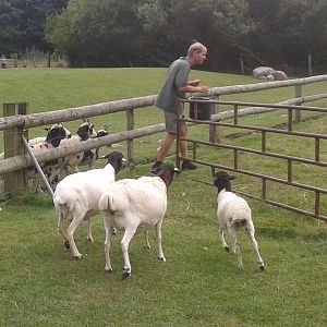 Keeper with goats
