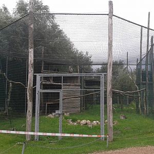 Aviary Griffon vultures