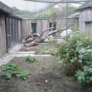Korsac fox enclosure