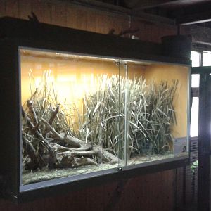 Enclosure Harvest mice