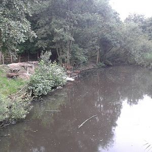 Cormorant - pelican enclosure