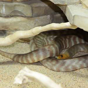 Woma Python (Aspidites ramsayi)