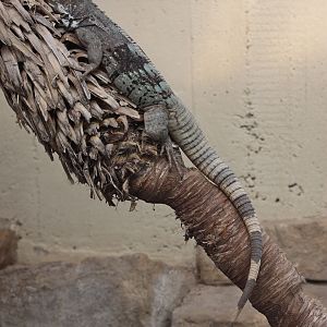 Guatemalan Spiny-tailed Iguana (Ctenosaura palearis)