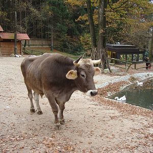Ljubljana Zoo October 2013