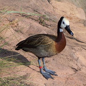 White-faced Whistling Duck (Dendrocygna viduata)