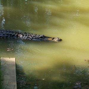 American Alligator (Alligator mississippiensis)