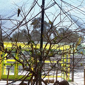 Budgie & Tiel Feeding Aviary