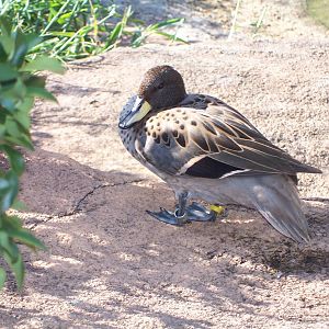 Yellow-billed Teal (Anas flavirostris)