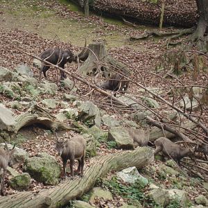 Ljubljana Zoo October 2013