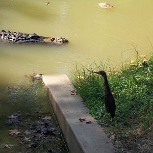 American Alligator (Alligator mississippiensis) and Green Heron (Butorides