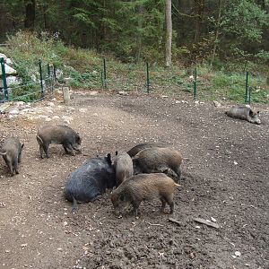 Ljubljana Zoo October 2013