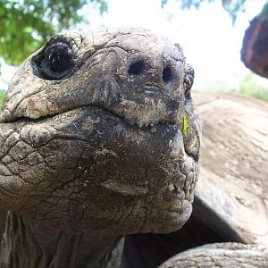 Aldabra Giant Tortoise (Geochelone gigantea)