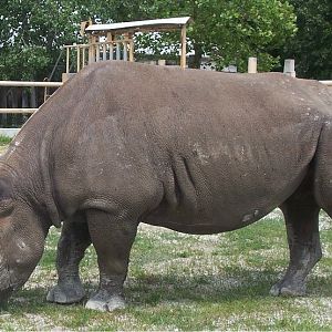 Black Rhino (Diceros bicornis)