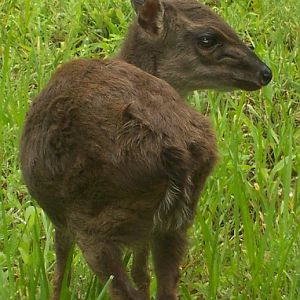 Blue Duiker (Cephalophus monticola)