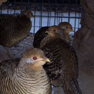Golden Pheasant (Chrysolophus pictus)