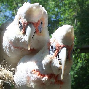 Long-billed Corella (Cacatua tenuirostris)