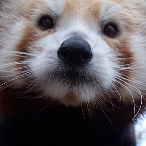 Red Panda (Ailurus fulgens)