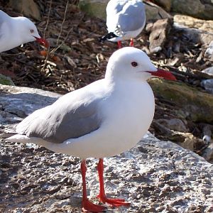 Silver Gull (Larus novaehollandiae)