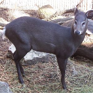 Tufted Deer (Elaphodus cephalophus)