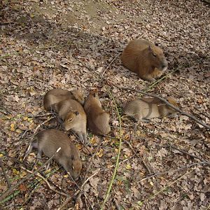 Ljubljana Zoo October 2013