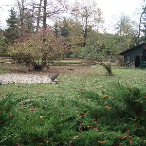 Ljubljana Zoo October 2013