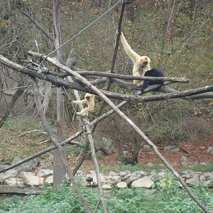 Ljubljana Zoo October 2013