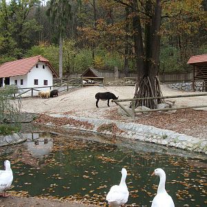 Ljubljana Zoo October 2013