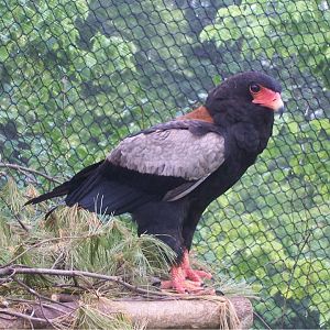 Bateleur Eagle (Terathopius ecaudatus)