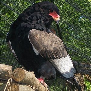 Bateleur Eagle (Terathopius ecaudatus)