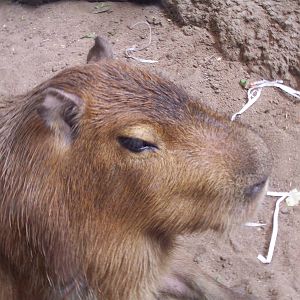 Capybara (Hydrochoerus hydrochaeris)