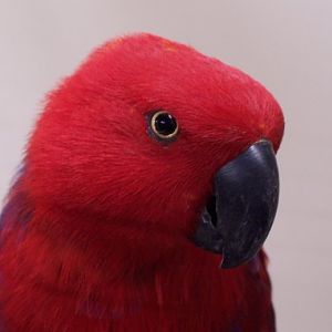Eclectus Parrot (Eclectus roratus)