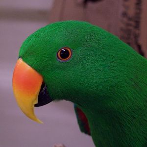 Eclectus Parrot (Eclectus roratus)
