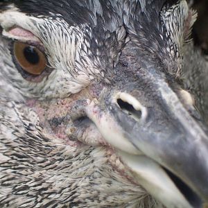 Kori Bustard (Ardeotis kori)