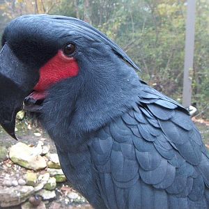 Palm Cockatoo (Probosciger aterrimus)