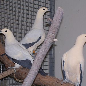 Pied Imperial-Pigeon (Ducula bicolor)